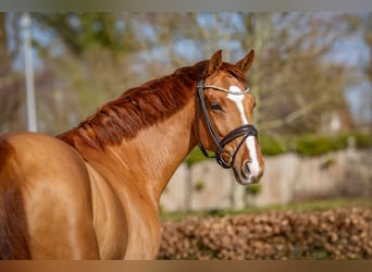 Oldenburg, Gelding, 6 years, 16.2 hh, Chestnut-Red
