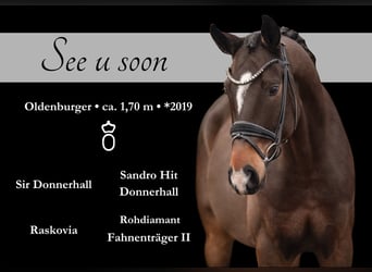 Oldenburg, Gelding, 6 years, 16,2 hh