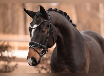 Oldenburg, Gelding, 6 years, 16,2 hh