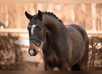 Oldenburg, Gelding, 6 years, 16,2 hh