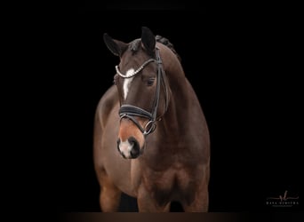 Oldenburg, Gelding, 6 years, 16,2 hh