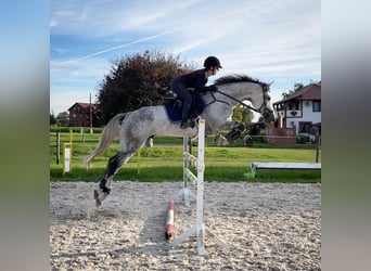 Oldenburg, Gelding, 6 years, 16.2 hh, Gray