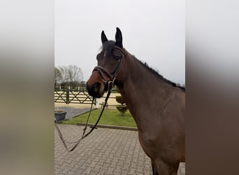 Oldenburg, Gelding, 6 years, 16.2 hh