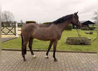 Oldenburg, Gelding, 6 years, 16.2 hh