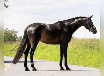 Oldenburg, Gelding, 6 years, 16.2 hh, Smoky-Black