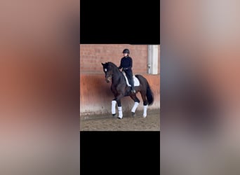 Oldenburg, Gelding, 6 years, 16.3 hh, Brown