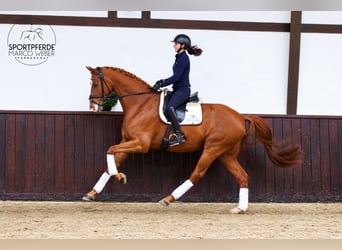 Oldenburg, Gelding, 6 years, 16.3 hh, Chestnut