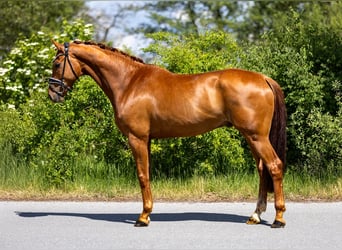 Oldenburg, Gelding, 6 years, 16.3 hh, Chestnut-Red