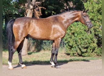 Oldenburg, Gelding, 6 years, 16 hh, Bay