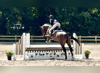 Oldenburg, Gelding, 6 years, 16 hh, Bay