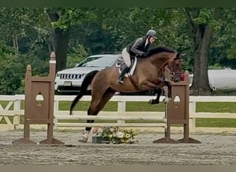 Oldenburg, Gelding, 6 years, 16 hh, Bay