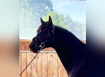 Oldenburg, Gelding, 6 years, 16 hh, Black