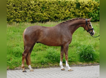 Oldenburg, Gelding, 6 years, 16 hh, Chestnut