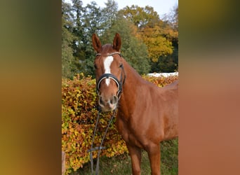 Oldenburg, Gelding, 6 years, 16 hh, Chestnut-Red