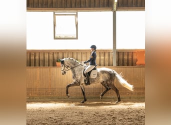 Oldenburg, Gelding, 6 years, 16 hh, Grey
