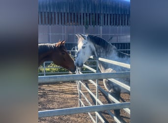 Oldenburg, Gelding, 6 years, 16 hh, Grey