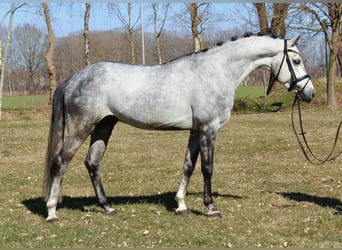 Oldenburg, Gelding, 6 years, 16 hh, Grey
