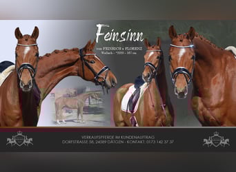 Oldenburg, Gelding, 6 years, 16,1 hh, Chestnut-Red