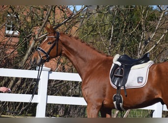 Oldenburg, Gelding, 6 years, 16,1 hh, Chestnut-Red