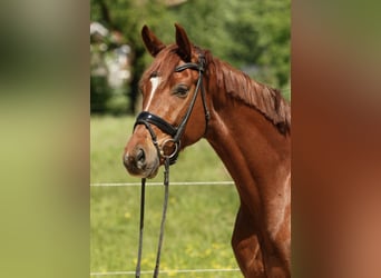 Oldenburg, Gelding, 6 years, 16,1 hh, Chestnut-Red