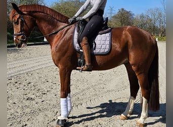 Oldenburg, Gelding, 6 years, 16,1 hh, Chestnut-Red