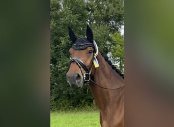 Oldenburg, Gelding, 6 years, 16,2 hh, Bay-Dark