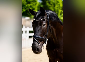 Oldenburg, Gelding, 6 years, 16,2 hh, Black