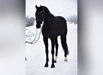 Oldenburg, Gelding, 6 years, 16,2 hh, Black