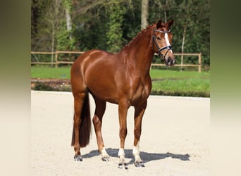 Oldenburg, Gelding, 6 years, 16,2 hh, Black