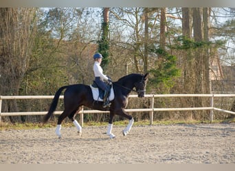 Oldenburg, Gelding, 6 years, 16,2 hh, Black