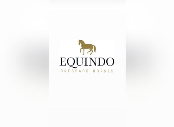 Oldenburg, Gelding, 6 years, 16,2 hh, Black