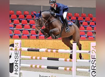 Oldenburg, Gelding, 6 years, 16,2 hh, Brown