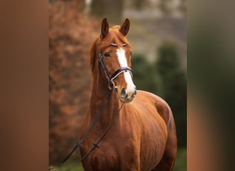 Oldenburg, Gelding, 6 years, 16,2 hh, Chestnut-Red