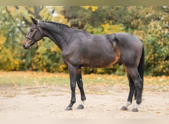 Oldenburg, Gelding, 6 years, 16,2 hh