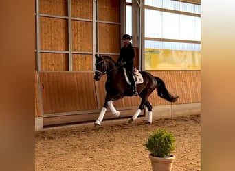 Oldenburg, Gelding, 6 years, 16,3 hh, Brown