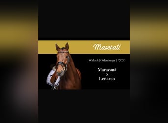 Oldenburg, Gelding, 6 years, 16,3 hh, Brown