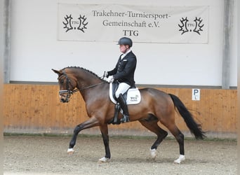 Oldenburg, Gelding, 6 years, 16,3 hh, Brown