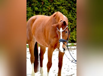 Oldenburg, Gelding, 6 years, 16,3 hh, Chestnut-Red