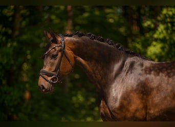 Oldenburg, Gelding, 6 years, 17.1 hh, Bay-Dark