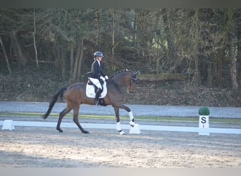 Oldenburg, Gelding, 6 years, 17.1 hh, Bay-Dark