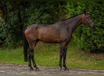 Oldenburg, Gelding, 6 years, 17.1 hh, Bay-Dark