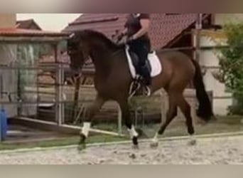 Oldenburg, Gelding, 6 years, 17,1 hh, Bay-Dark