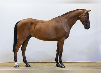 Oldenburg, Gelding, 6 years, 17.1 hh, Brown