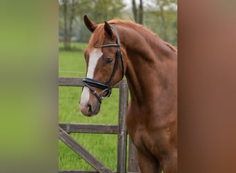 Oldenburg, Gelding, 6 years, 17,1 hh, Chestnut