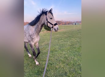 Oldenburg, Gelding, 6 years, 17.1 hh, Grey