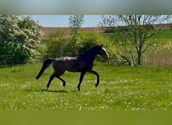 Oldenburg, Gelding, 6 years, 17.2 hh, Brown