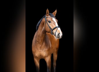 Oldenburg, Gelding, 6 years, 17.2 hh, Brown