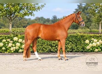 Oldenburg, Gelding, 6 years, 17.2 hh, Chestnut-Red