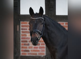 Oldenburg, Gelding, 6 years, 17 hh, Bay-Dark