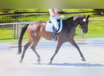 Oldenburg, Gelding, 6 years, 17 hh, Bay-Dark